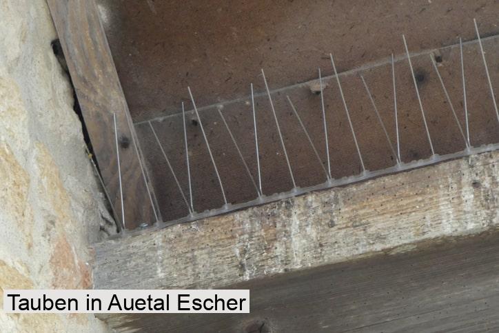 Tauben in Auetal Escher